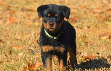 Diesel