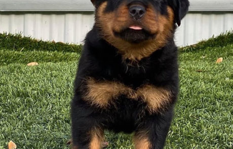 Duke