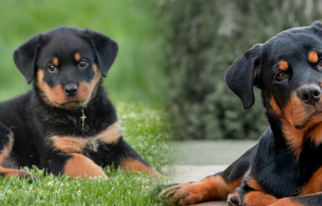 Rottie