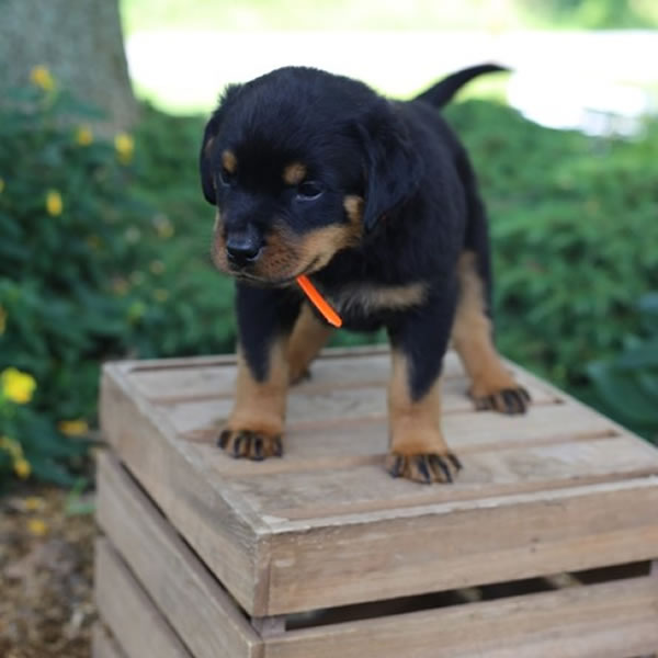 rottweiler puppies for sale rottweiler puppies for sale