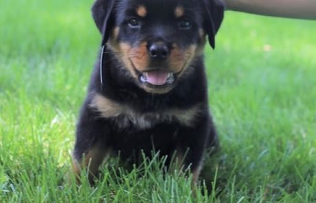 German Rottweiler puppies for sale