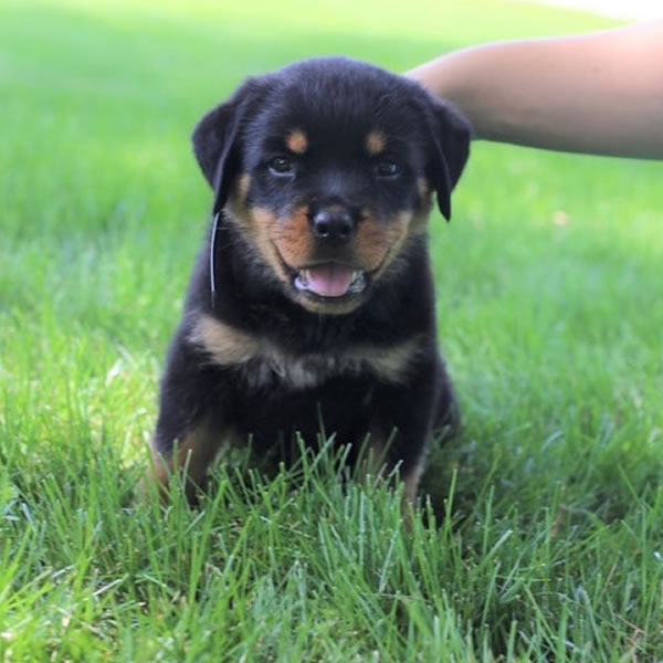 rottweiler puppies for sale rottweiler puppies for sale