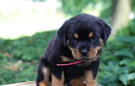 Max German Rottweiler puppies for sale