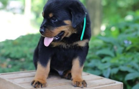 Rex German Rottweiler Puppies For Sale