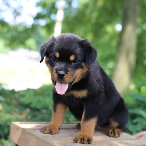 rottweiler puppies for sale rottweiler puppies for sale