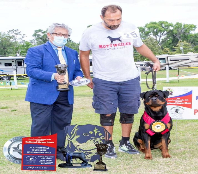 rottweiler puppies for sale rottweiler puppies for sale