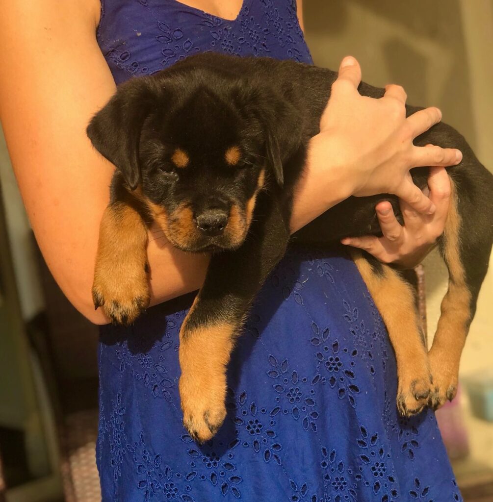 german rottweiler puppies for sale